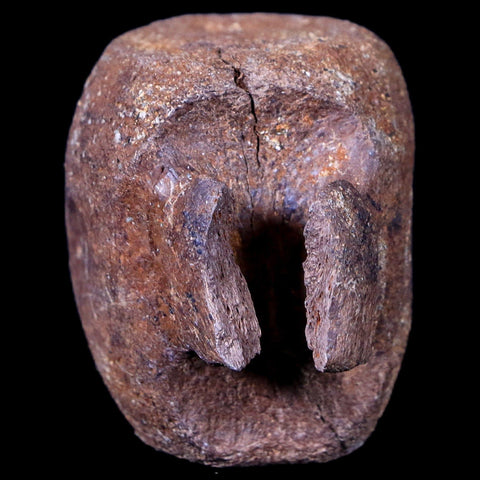 1.9" Thescelosaurus Fossil Vertebrae Bone Cretaceous Dinosaur Lance Creek WY COA - Fossil Age Minerals