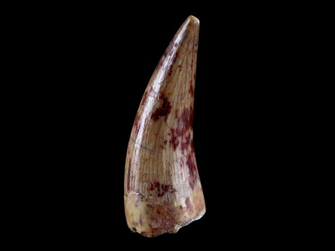 0.7" Phytosaur Fossil Tooth Triassic Age Archosaur Redonda FM NM COA & Display - Fossil Age Minerals