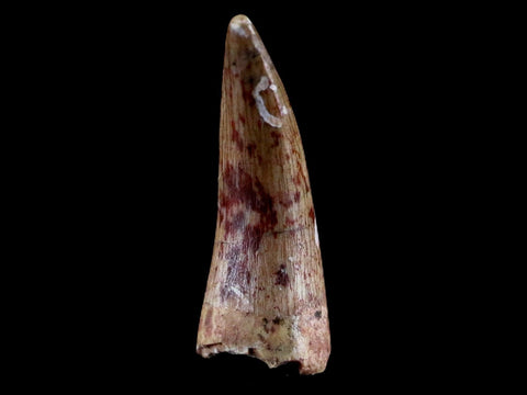 0.7" Phytosaur Fossil Tooth Triassic Age Archosaur Redonda FM NM COA & Display - Fossil Age Minerals