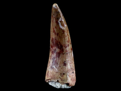 0.7" Phytosaur Fossil Tooth Triassic Age Archosaur Redonda FM NM COA & Display - Fossil Age Minerals