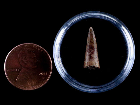 0.7" Phytosaur Fossil Tooth Triassic Age Archosaur Redonda FM NM COA & Display - Fossil Age Minerals