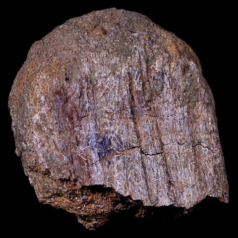 2.8" Torosaurus Neural Spine Bone Fossil Lance Creek Cretaceous Dinosaur COA - Fossil Age Minerals
