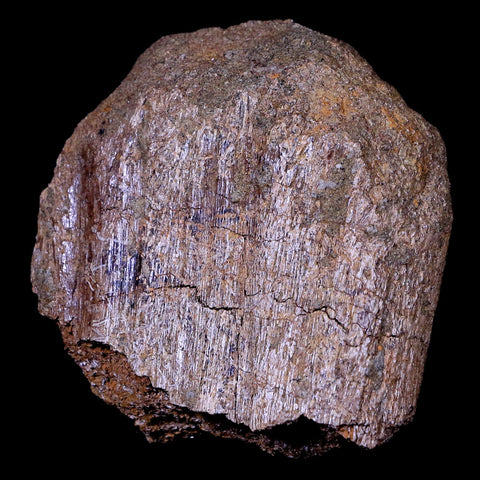 2.8" Torosaurus Neural Spine Bone Fossil Lance Creek Cretaceous Dinosaur COA - Fossil Age Minerals