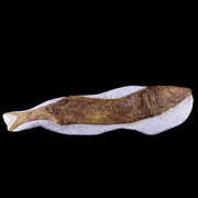 10" Goulmimichthys Fish Fossil In Matrix Cretaceous Dinosaur Age Goulmima Morocco