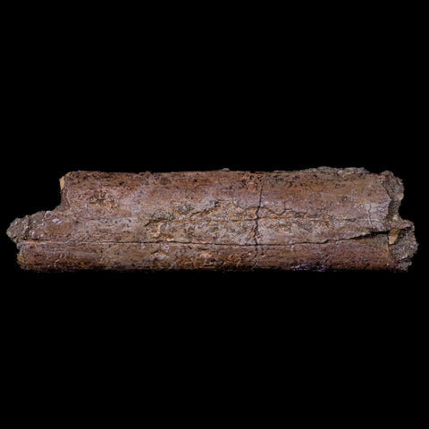 4.7" Lambeosaurus Rib Bone Fossil Judith River FM MT Cretaceous Dinosaur COA - Fossil Age Minerals