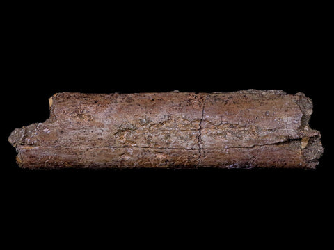 4.7" Lambeosaurus Rib Bone Fossil Judith River FM MT Cretaceous Dinosaur COA - Fossil Age Minerals