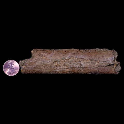 4.7" Lambeosaurus Rib Bone Fossil Judith River FM MT Cretaceous Dinosaur COA - Fossil Age Minerals