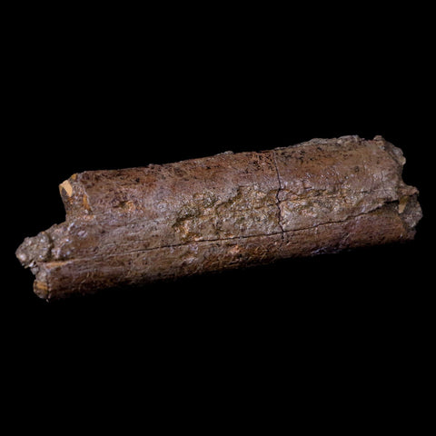 4.7" Lambeosaurus Rib Bone Fossil Judith River FM MT Cretaceous Dinosaur COA - Fossil Age Minerals