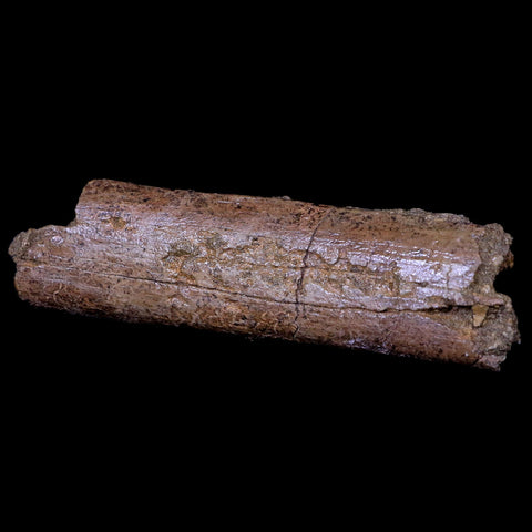 4.7" Lambeosaurus Rib Bone Fossil Judith River FM MT Cretaceous Dinosaur COA - Fossil Age Minerals