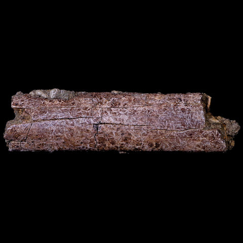 4.7" Lambeosaurus Rib Bone Fossil Judith River FM MT Cretaceous Dinosaur COA - Fossil Age Minerals