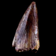 0.9" Phytosaur Fossil Tooth Triassic Age Archosaur Redonda FM NM COA & Display
