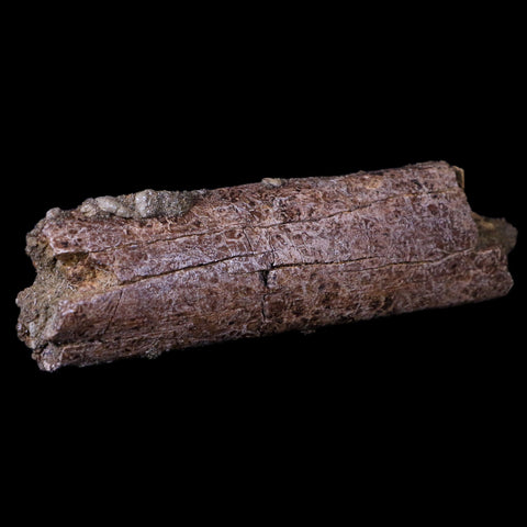 4.7" Lambeosaurus Rib Bone Fossil Judith River FM MT Cretaceous Dinosaur COA - Fossil Age Minerals