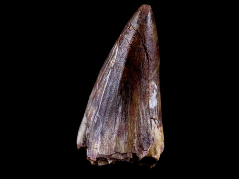 0.9" Phytosaur Fossil Tooth Triassic Age Archosaur Redonda FM NM COA & Display - Fossil Age Minerals