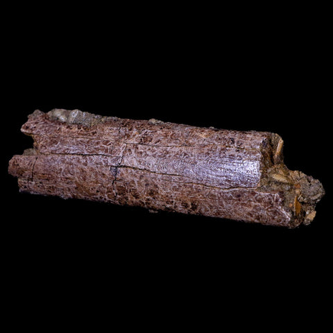 4.7" Lambeosaurus Rib Bone Fossil Judith River FM MT Cretaceous Dinosaur COA - Fossil Age Minerals