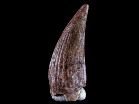 0.8" Phytosaur Fossil Tooth Triassic Age Archosaur Redonda FM NM COA & Display - Fossil Age Minerals