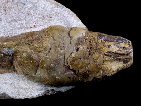 7.9" Fish Fossil In Matrix Cretaceous Dinosaur Age Atlas Mountains Goulmima Morocco