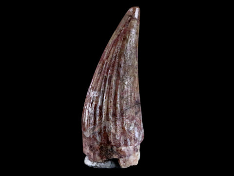 0.8" Phytosaur Fossil Tooth Triassic Age Archosaur Redonda FM NM COA & Display - Fossil Age Minerals