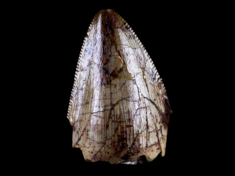 0.6" Phytosaur Fossil Tooth Triassic Age Archosaur Redonda FM NM COA & Display - Fossil Age Minerals