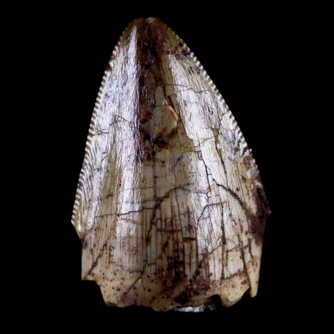 0.6" Phytosaur Fossil Tooth Triassic Age Archosaur Redonda FM NM COA & Display - Fossil Age Minerals