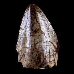 Phytosaur Fossil Teeth