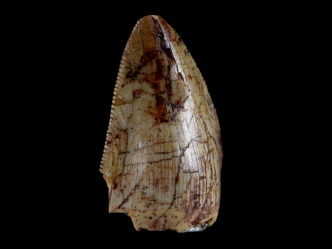 0.6" Phytosaur Fossil Tooth Triassic Age Archosaur Redonda FM NM COA & Display - Fossil Age Minerals