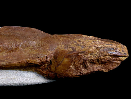 9.9" Goulmimichthys Fish Fossil In Matrix Cretaceous Dinosaur Age Goulmima Morocco