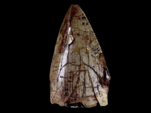 0.6" Phytosaur Fossil Tooth Triassic Age Archosaur Redonda FM NM COA & Display - Fossil Age Minerals