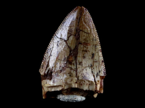 0.6" Phytosaur Fossil Tooth Triassic Age Archosaur Redonda FM NM COA & Display - Fossil Age Minerals