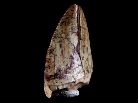 0.6" Phytosaur Fossil Tooth Triassic Age Archosaur Redonda FM NM COA & Display - Fossil Age Minerals