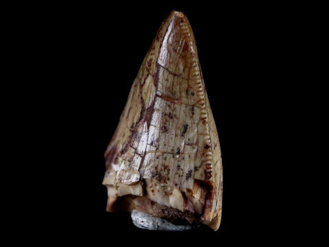0.6" Phytosaur Fossil Tooth Triassic Age Archosaur Redonda FM NM COA & Display - Fossil Age Minerals