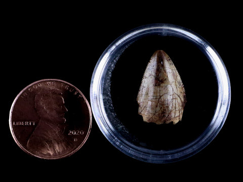0.6" Phytosaur Fossil Tooth Triassic Age Archosaur Redonda FM NM COA & Display - Fossil Age Minerals