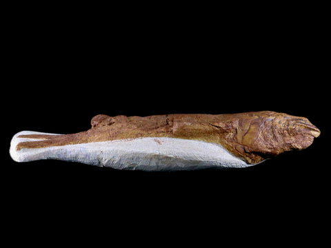 9.9" Goulmimichthys Fish Fossil In Matrix Cretaceous Dinosaur Age Goulmima Morocco - Fossil Age Minerals