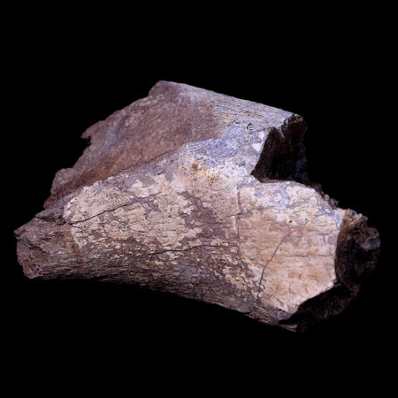 3.7" Hadrosaur Dinosaur Lower Jaw Hinge Fossil Lance Creek FM Cretaceous WY COA