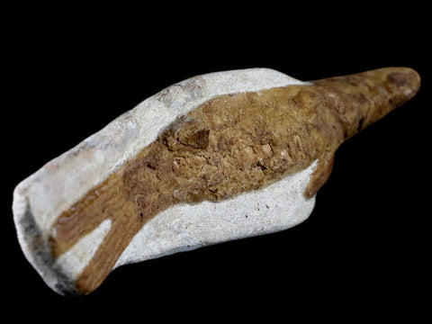 8.8" Fish Fossil In Matrix Cretaceous Dinosaur Age Atlas Mountains Goulmima Morocco - Fossil Age Minerals