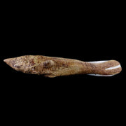 8.8" Fish Fossil In Matrix Cretaceous Dinosaur Age Atlas Mountains Goulmima Morocco