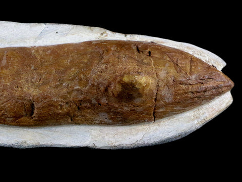 9.6" Goulmimichthys Fish Fossil In Matrix Cretaceous Dinosaur Age Goulmima Morocco - Fossil Age Minerals