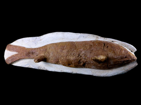 9.6" Goulmimichthys Fish Fossil In Matrix Cretaceous Dinosaur Age Goulmima Morocco - Fossil Age Minerals