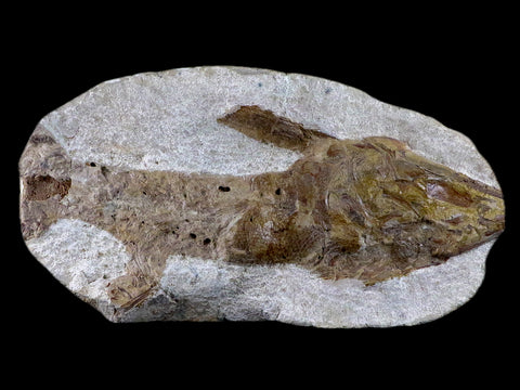 6.8" Goulmimichthys Fish Fossil In Matrix Cretaceous Dinosaur Age Goulmima Morocco - Fossil Age Minerals