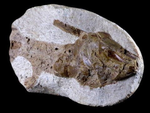 6.8" Goulmimichthys Fish Fossil In Matrix Cretaceous Dinosaur Age Goulmima Morocco - Fossil Age Minerals