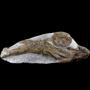 7.6" Fish Fossil In Matrix Cretaceous Dinosaur Age Atlas Mountains Goulmima Morocco