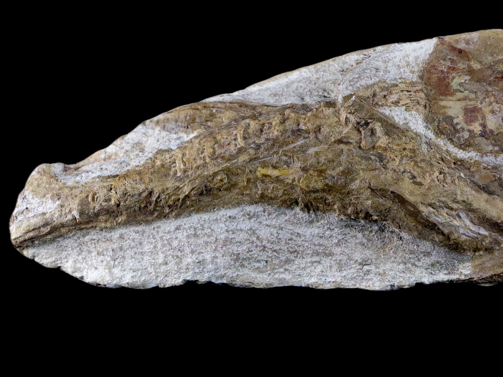 7.6" Fish Fossil In Matrix Cretaceous Dinosaur Age Atlas Mountains Goulmima Morocco - Fossil Age Minerals