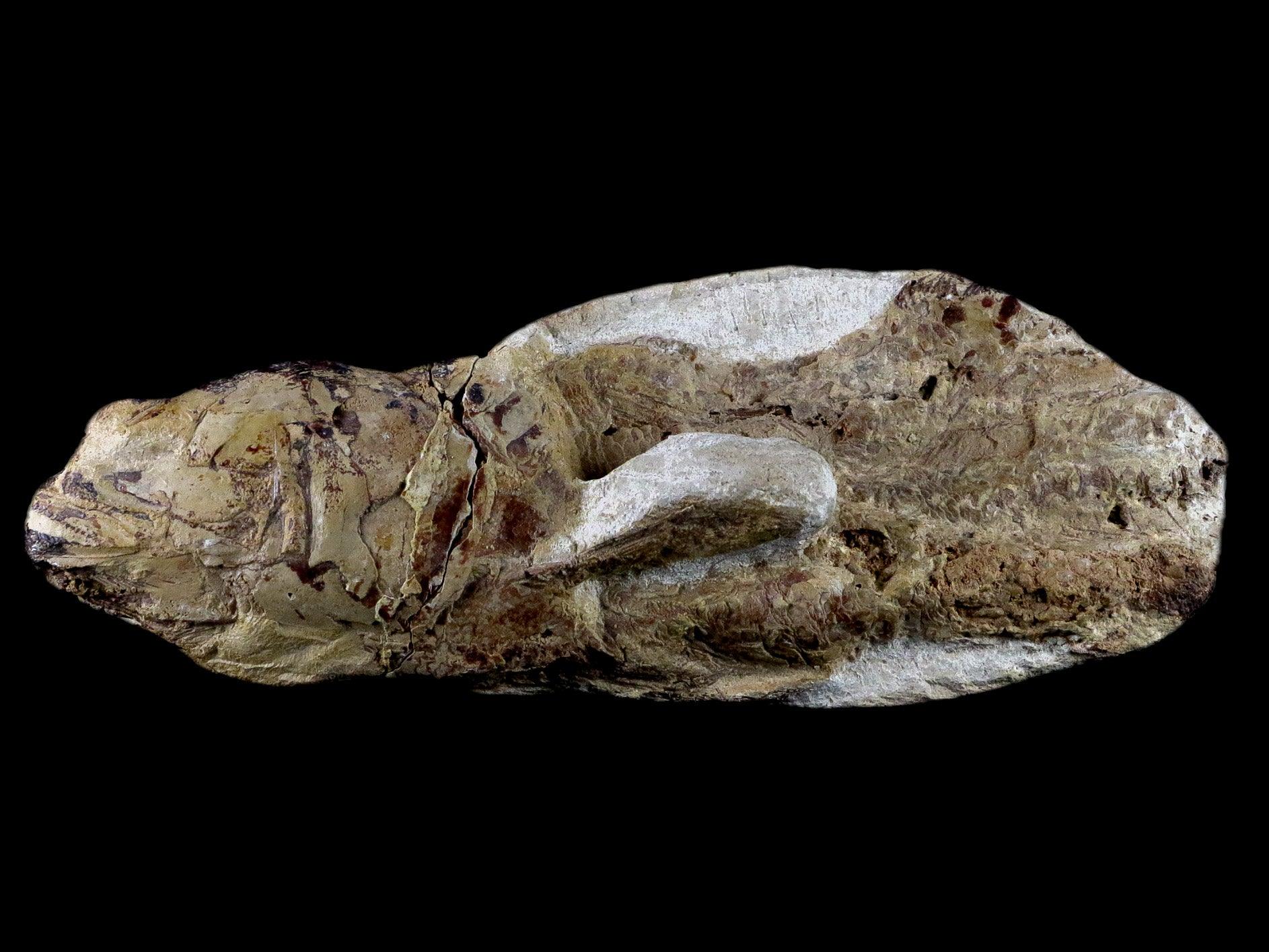 6.8" Goulmimichthys Fish Fossil In Matrix Cretaceous Dinosaur Age Goulmima Morocco - Fossil Age Minerals