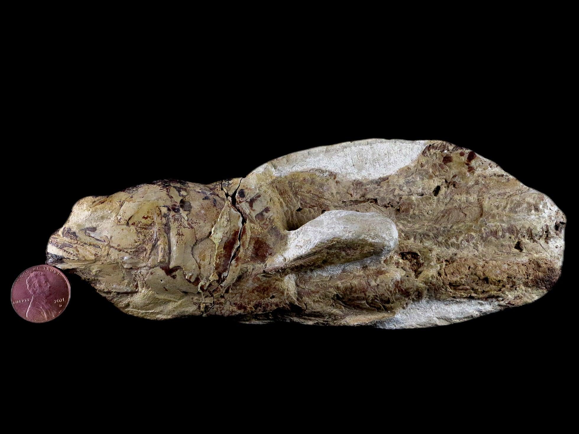 6.8" Goulmimichthys Fish Fossil In Matrix Cretaceous Dinosaur Age Goulmima Morocco - Fossil Age Minerals