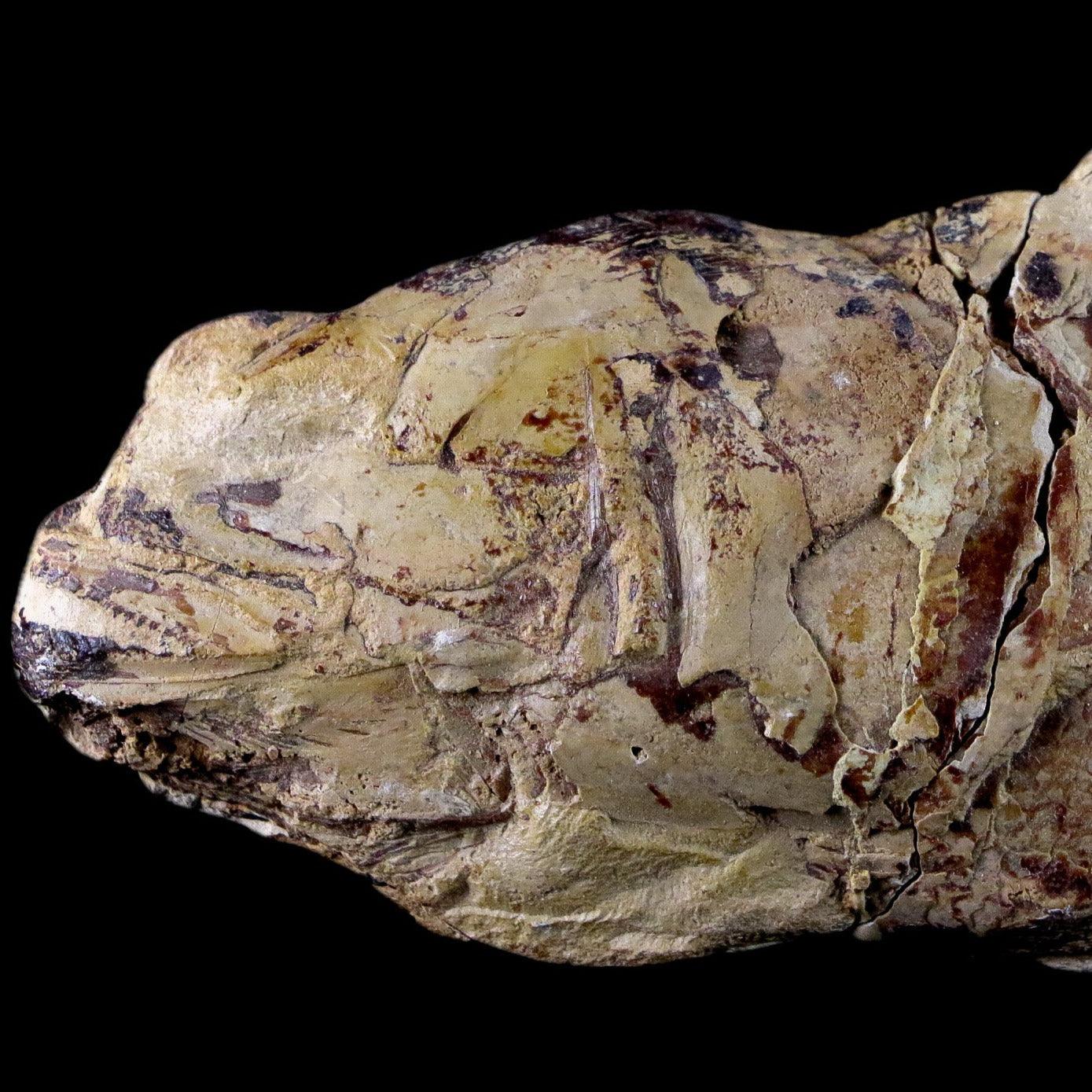 6.8" Goulmimichthys Fish Fossil In Matrix Cretaceous Dinosaur Age Goulmima Morocco - Fossil Age Minerals