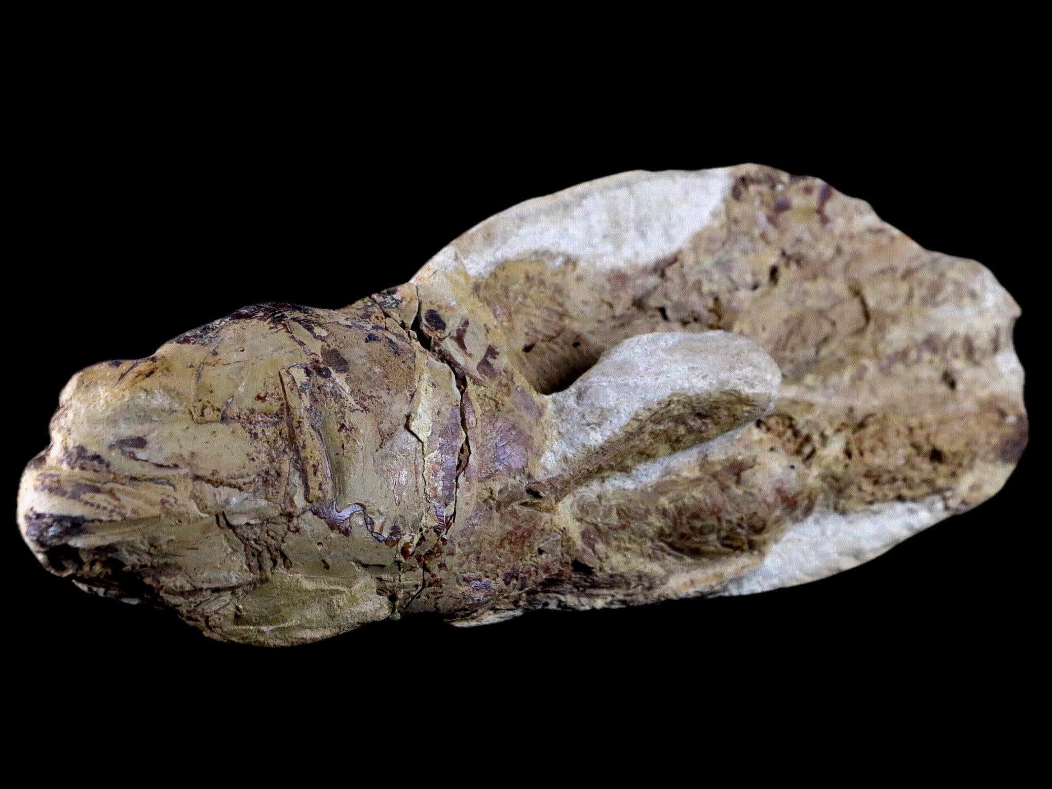 6.8" Goulmimichthys Fish Fossil In Matrix Cretaceous Dinosaur Age Goulmima Morocco - Fossil Age Minerals