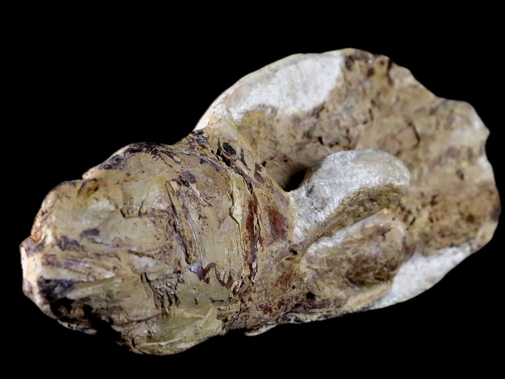 6.8" Goulmimichthys Fish Fossil In Matrix Cretaceous Dinosaur Age Goulmima Morocco - Fossil Age Minerals