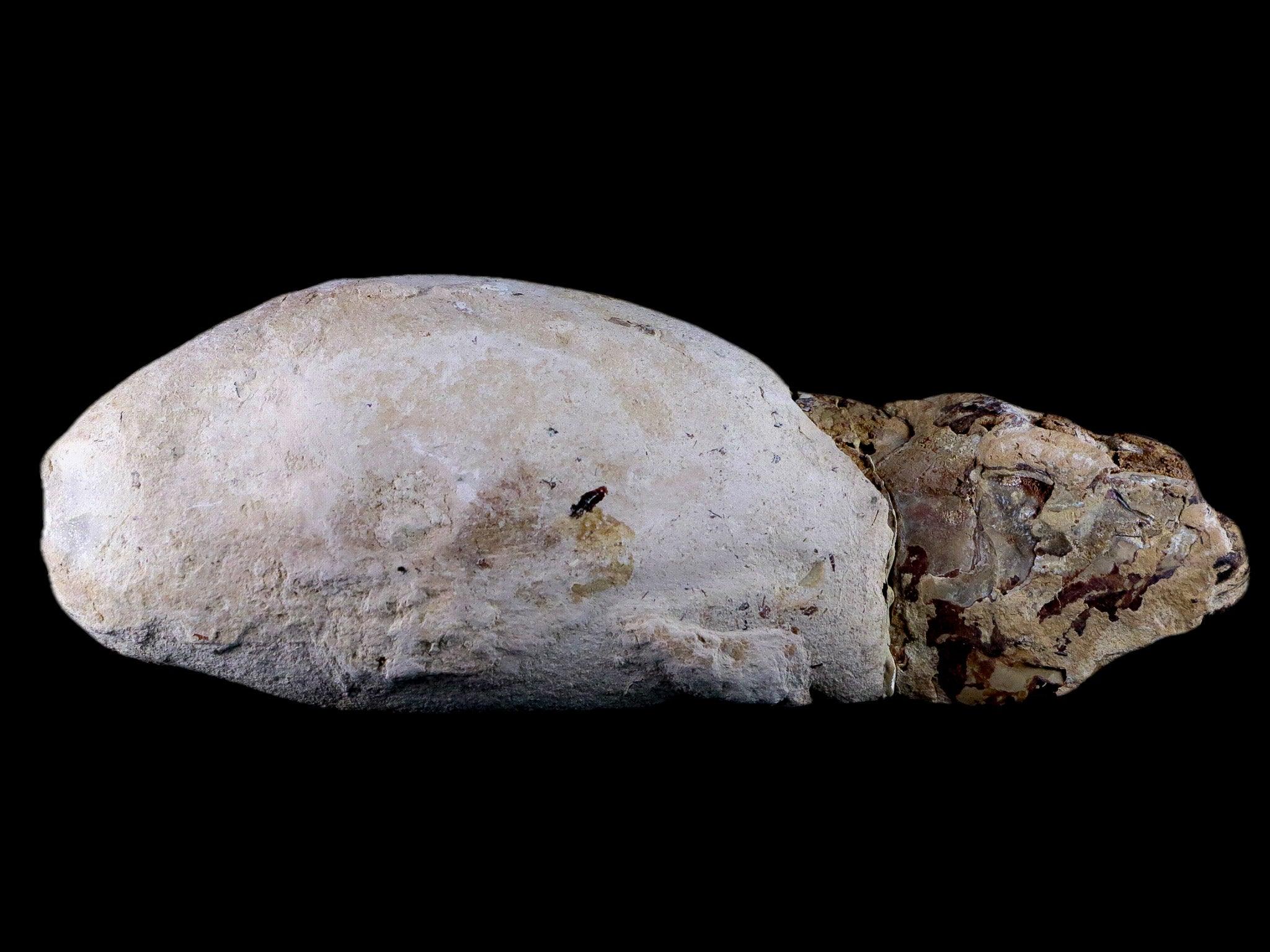 6.8" Goulmimichthys Fish Fossil In Matrix Cretaceous Dinosaur Age Goulmima Morocco - Fossil Age Minerals
