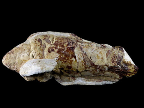 7" Goulmimichthys Fish Fossil In Matrix Cretaceous Dinosaur Age Goulmima Morocco - Fossil Age Minerals