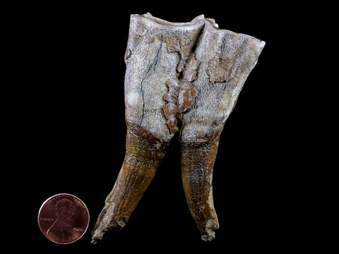 3.4" Woolly Rhinoceros Fossil Rooted Tooth Pleistocene Age Megafauna Russia COA - Fossil Age Minerals