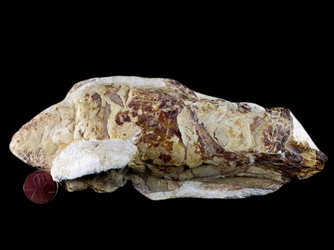 7" Goulmimichthys Fish Fossil In Matrix Cretaceous Dinosaur Age Goulmima Morocco - Fossil Age Minerals